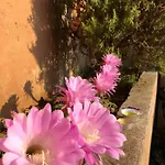 Le Viste Su Ortano Appartement